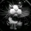 ch3n_mbxx