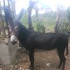 dionimedina7