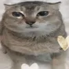 iluhvmacedevita