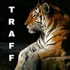 traff898