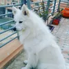 soyrubio36