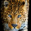 surchi_790