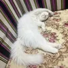 hasn_473