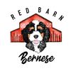 Red Barn Bernese