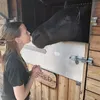horsey_acc_