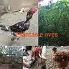 plantas.e.aves