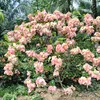khnh.hng5809