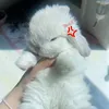 teddybyrosii