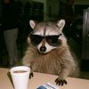 Raccoon