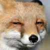 shadowfox.9