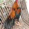 saribaktifarm