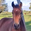www.tiktok.rumiijinu18