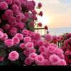 siti.anisa8930