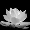 nhuttran85130