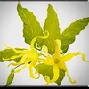 hoanglan6689