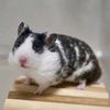 rarahamstersumedang