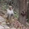 thelaifumonkey