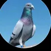user1629375143508