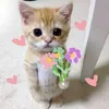 bonglantrungmuoi.__