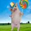 sillymonkeymel7junior