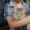 tomas_bri732