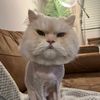 garythepersian