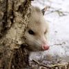 plenty.of.possums