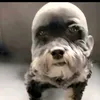 waxobi
