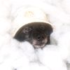 itsbearsden