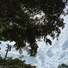 _alee_49