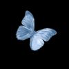 butterfly_nsdh