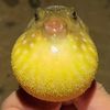 Seafood Talk