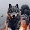 queenofthewolves12
