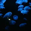 raki_0918