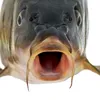 kiryahdbb6c