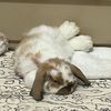 wallythehollandlop
