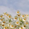 galaalroh82