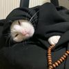 kucing_tai0