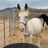trixhorserescue