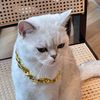 tiggerthebouncykitten