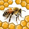 beeguy23
