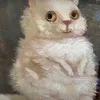 kiwi_the_cat3