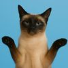 graciethegossipcat
