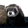 ferrets_nalaandolly