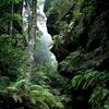 borneonature5