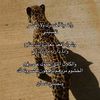 hal_5o2