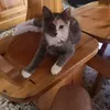 paologianolso