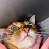 ilikeketschup.lik