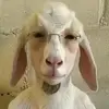 whatahalal