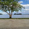 dominicano982